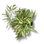 hojya vajeti trikolor variegata