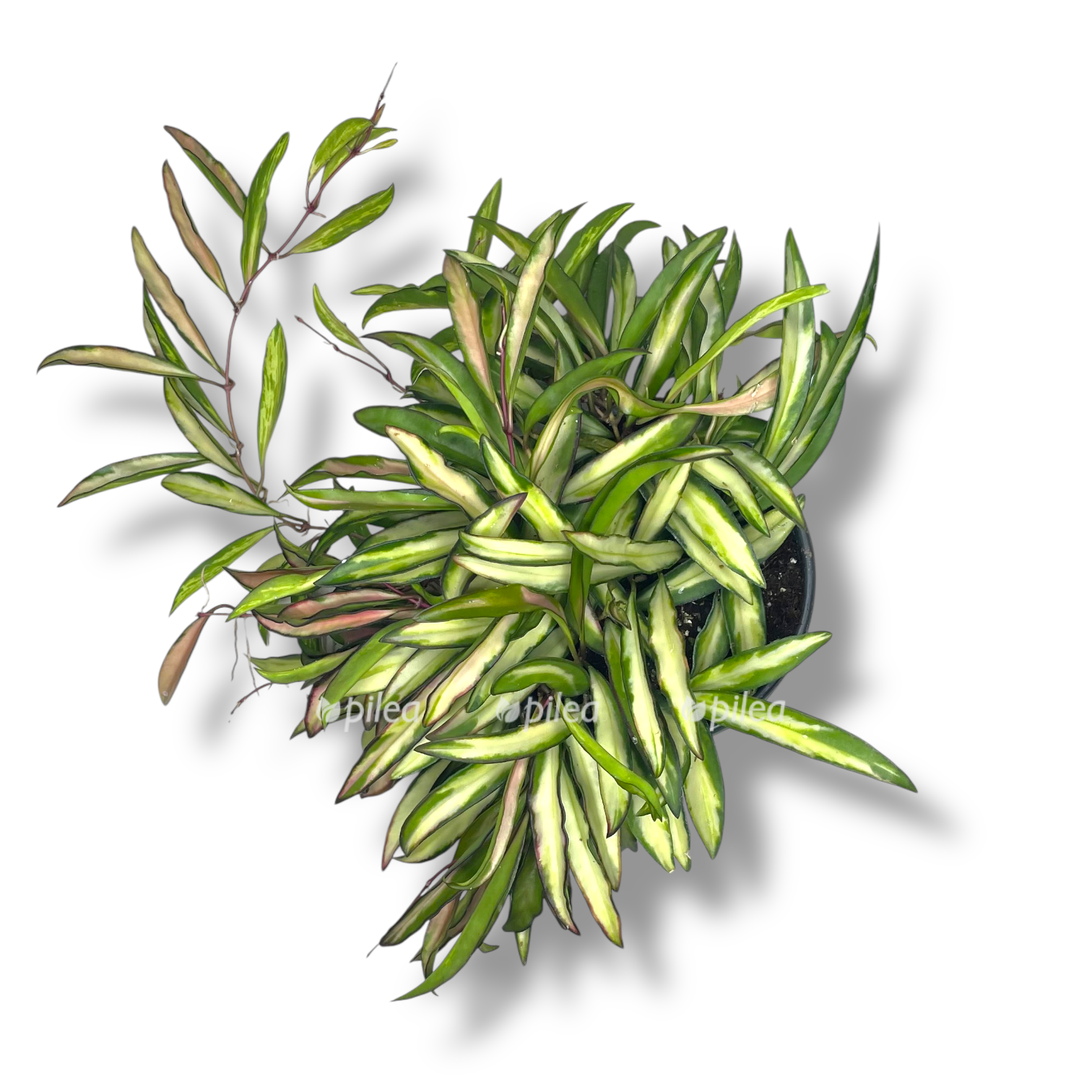 hojya-vajeti-trikolor-variegata.png hojya vajeti trikolor variegata