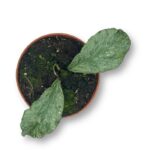 Хойя Веймания купить
