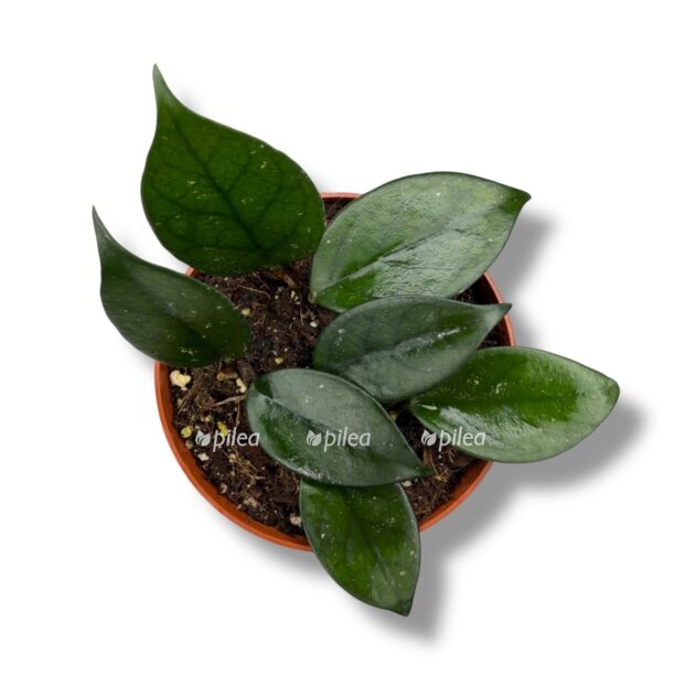 hojya vetnam e1770226097238