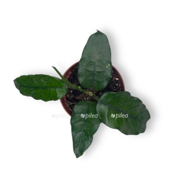 hojya villoza e1741925717800