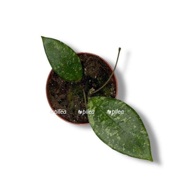 hojya vitellina e1742828759643