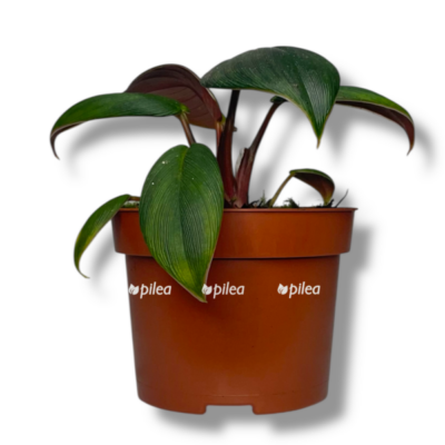 homalomena red sumatra e1757687331240