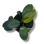 homalomena red sumatra e1757687338898