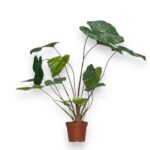 homalomena stardast e1757687375502