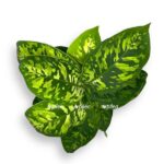 homalomena vallisii kamuflyazh 1 e1757687384686