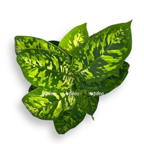 homalomena vallisii kamuflyazh 1 e1757687384686