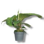 homalomena vallisii kamuflyazh 2 e1757687357284