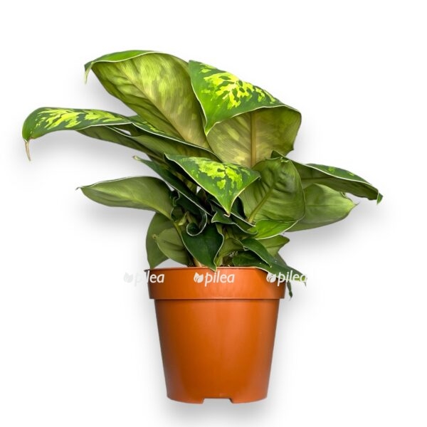 homalomena vallisii kamuflyazh e1725113119629