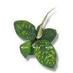 homalomena vallisii kamuflyazh e1757687346133