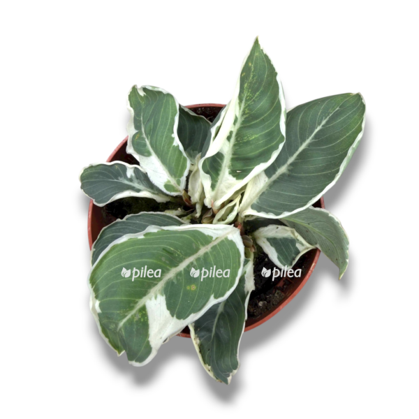 homalomena wallisii camouflage variegata e1762754382544