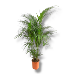 hoveya forsteriana