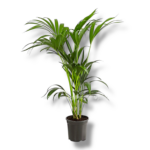 hoveya forsteriana