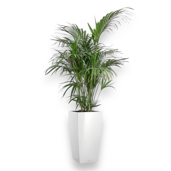 hoveya v cubico e1729441456694