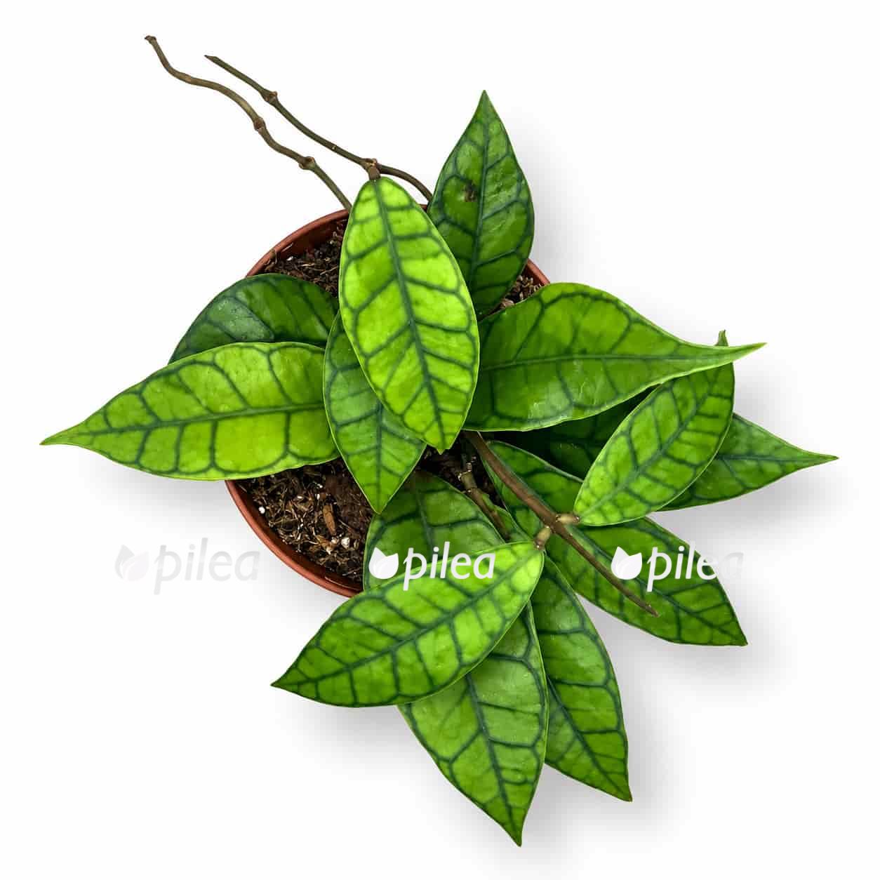hoya callistophylla