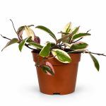 hoya-carnosa-tricolor-flamingo-dream
