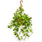 Хойя Эндауэнсис подвесной купить