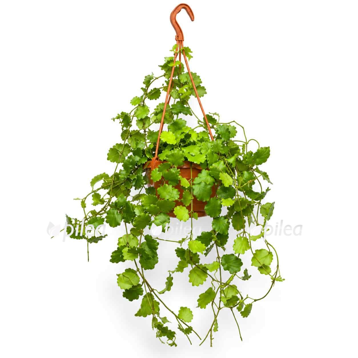 Хойя Эндауэнсис подвесной купить