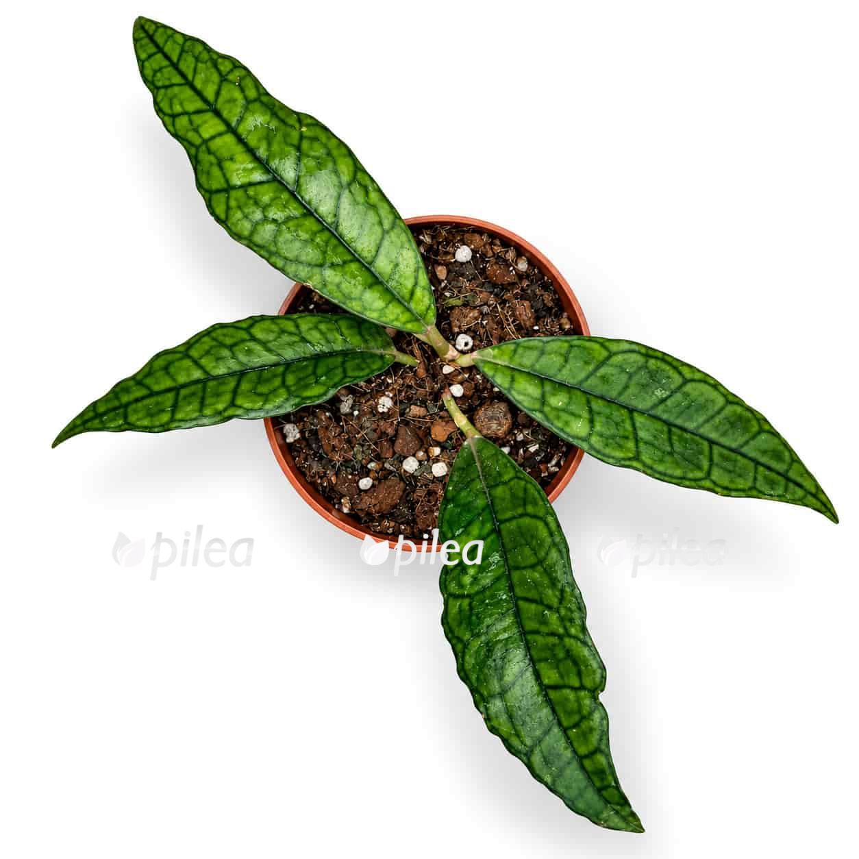 hoya finlaysonii sukirin