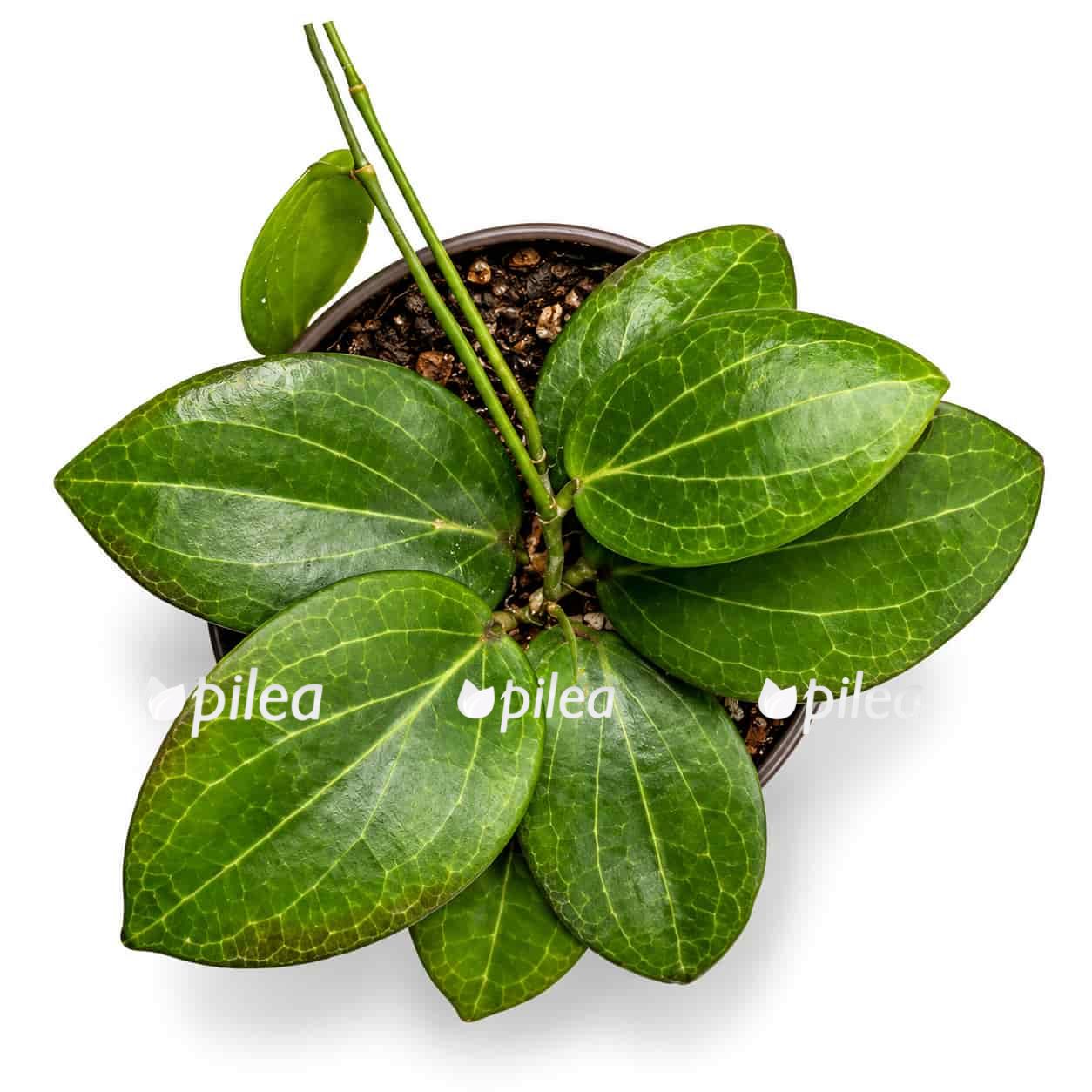hoya-fitchii hoya fitchii 1