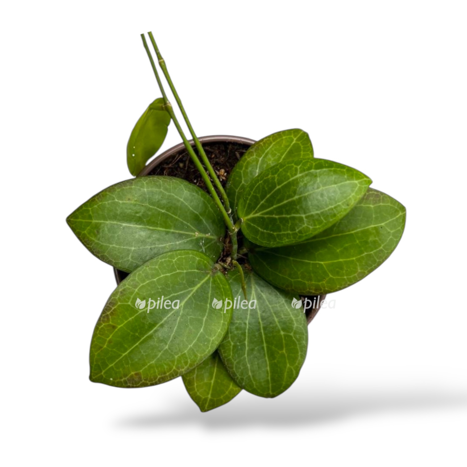 hoya-fitchii.jpg hoya fitchii