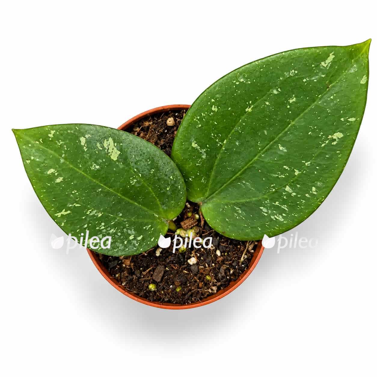 hoya glabra splash