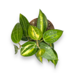 hoya gold e1770135513732