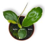 hoya incrassata variegata e1707850297372