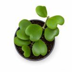 hoya kerrii 1