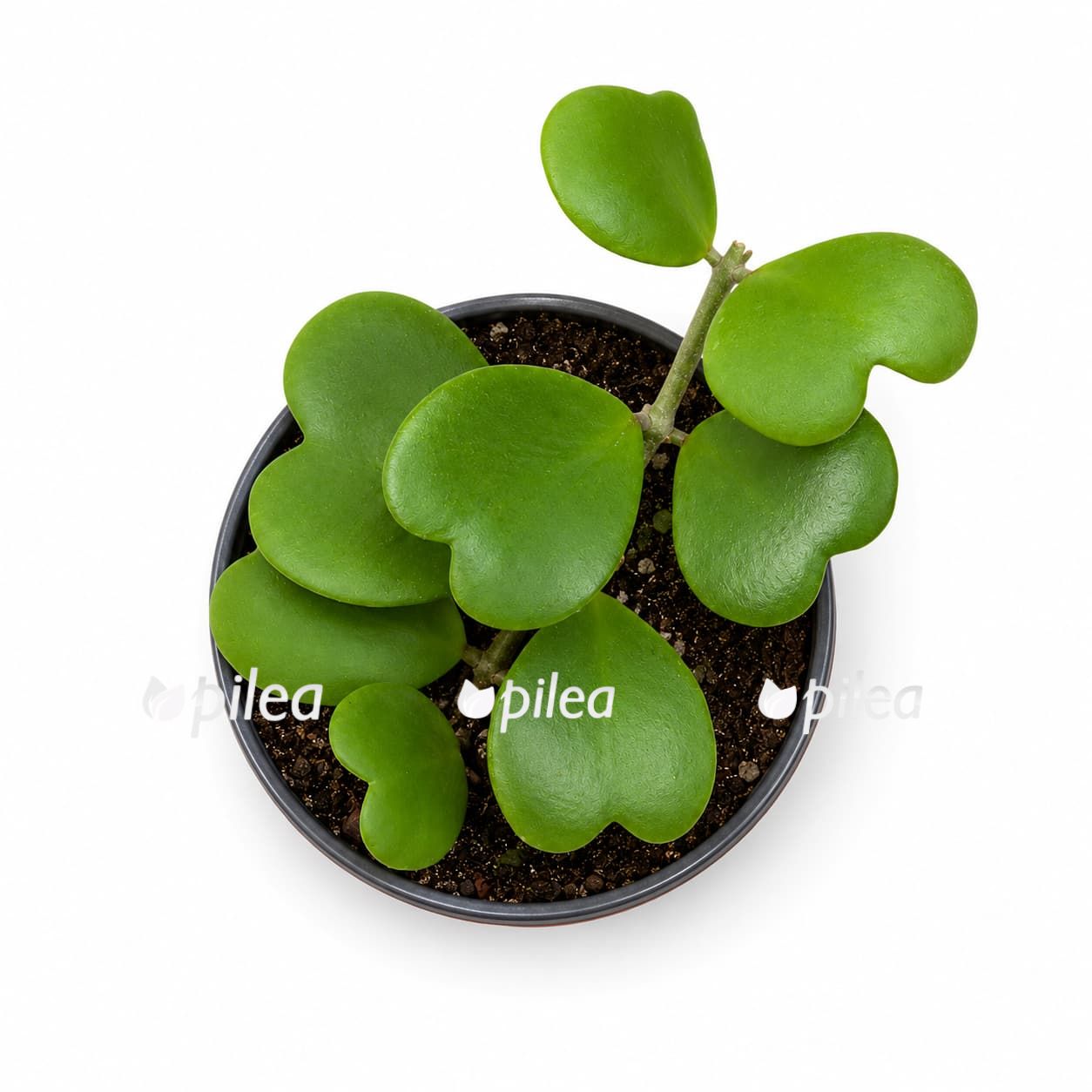 hoya kerrii 1