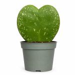 hoya kerrii silver splash 1
