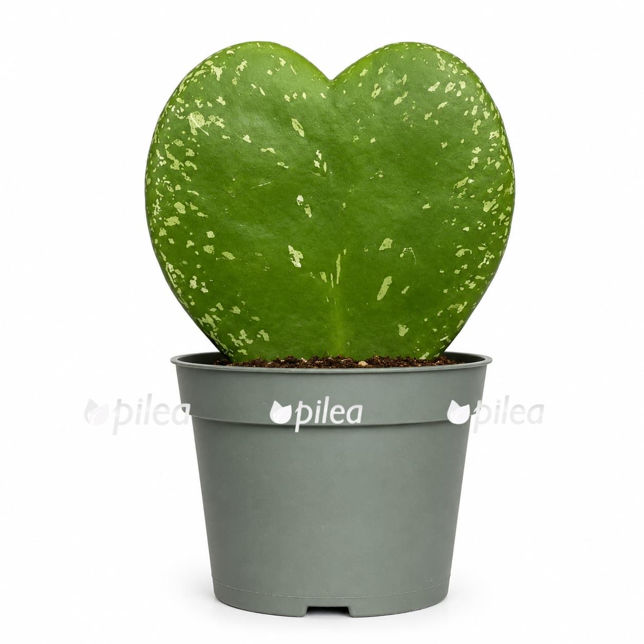 hoya kerrii silver splash 1