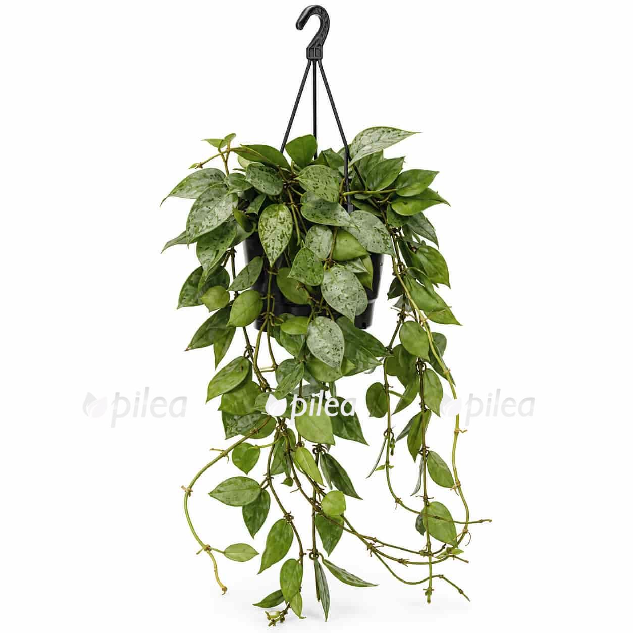 hoya krohniana eskimo