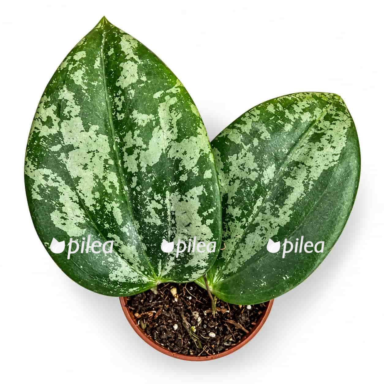 hoya latifolia silver splash