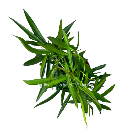 hoya longifolia e1768036721106