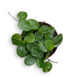 hoya mathilde 1