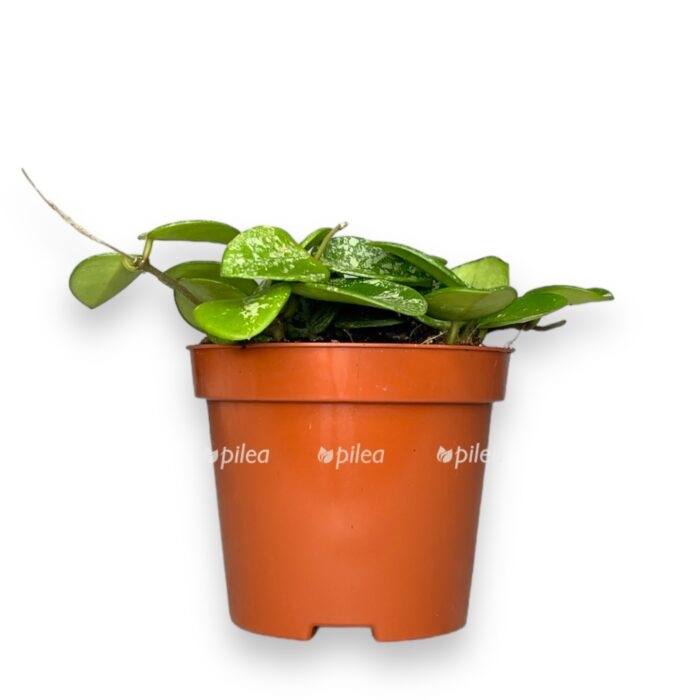 hoya mathilde e1752947453169