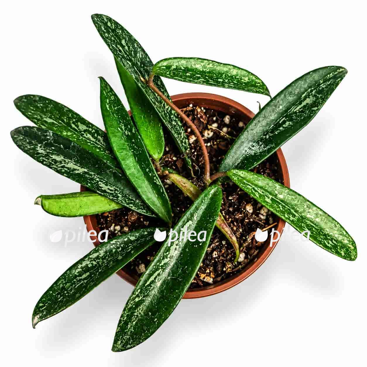 hoya minibelle