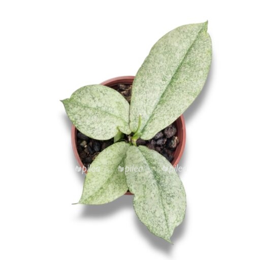 hoya mitrata silver e1769324520918