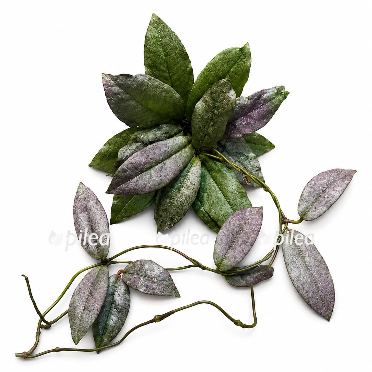 hoya-mitrata-silver