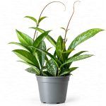 hoya pubicalyx silver spot d12 sm