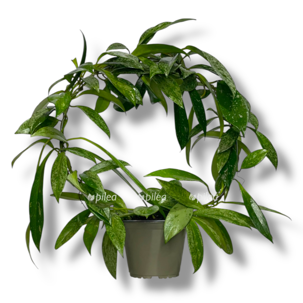 hoya-pubicalyx-silver-spot-e1755017480723.png hoya pubicalyx silver spot e1755017480723