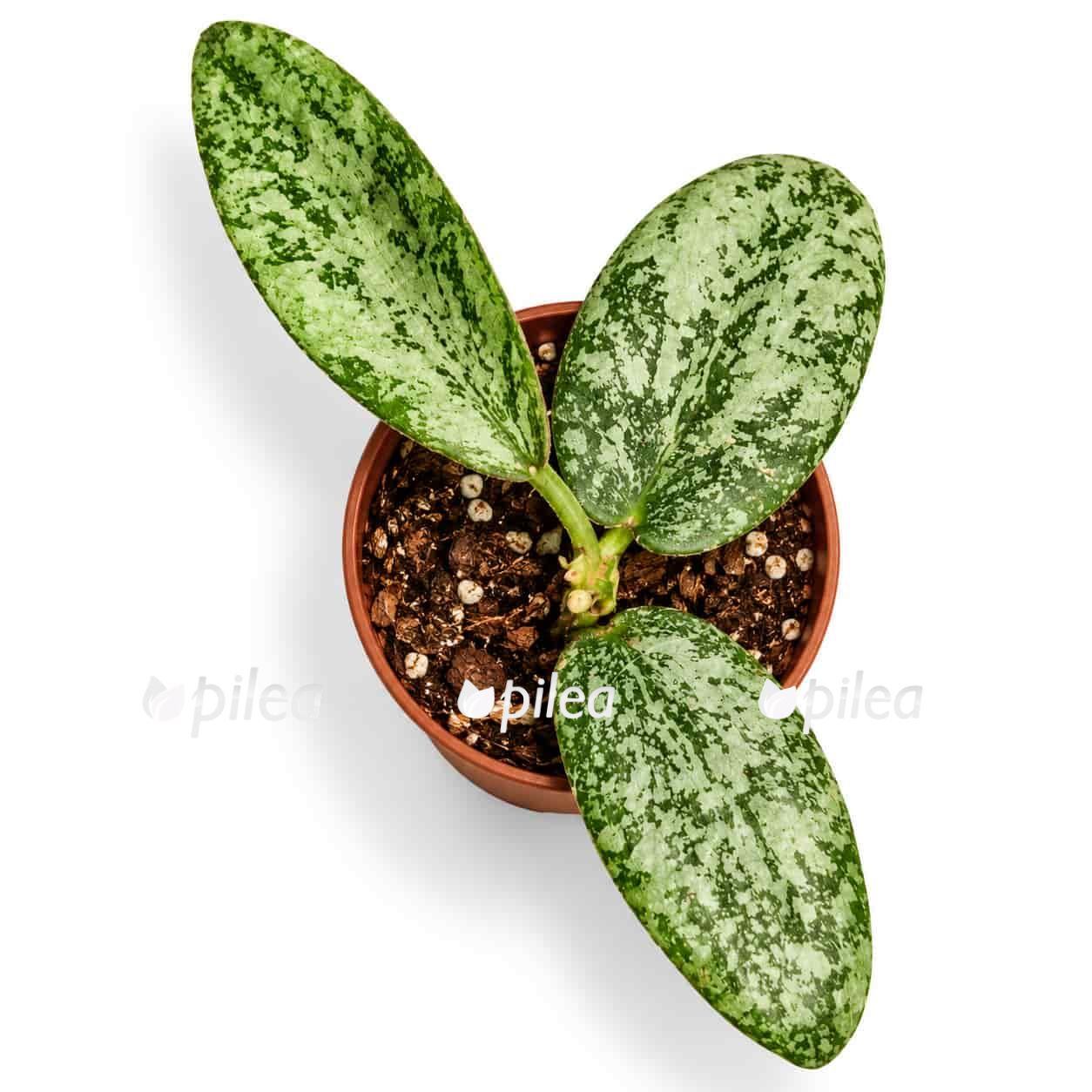 hoya sigillatis silver