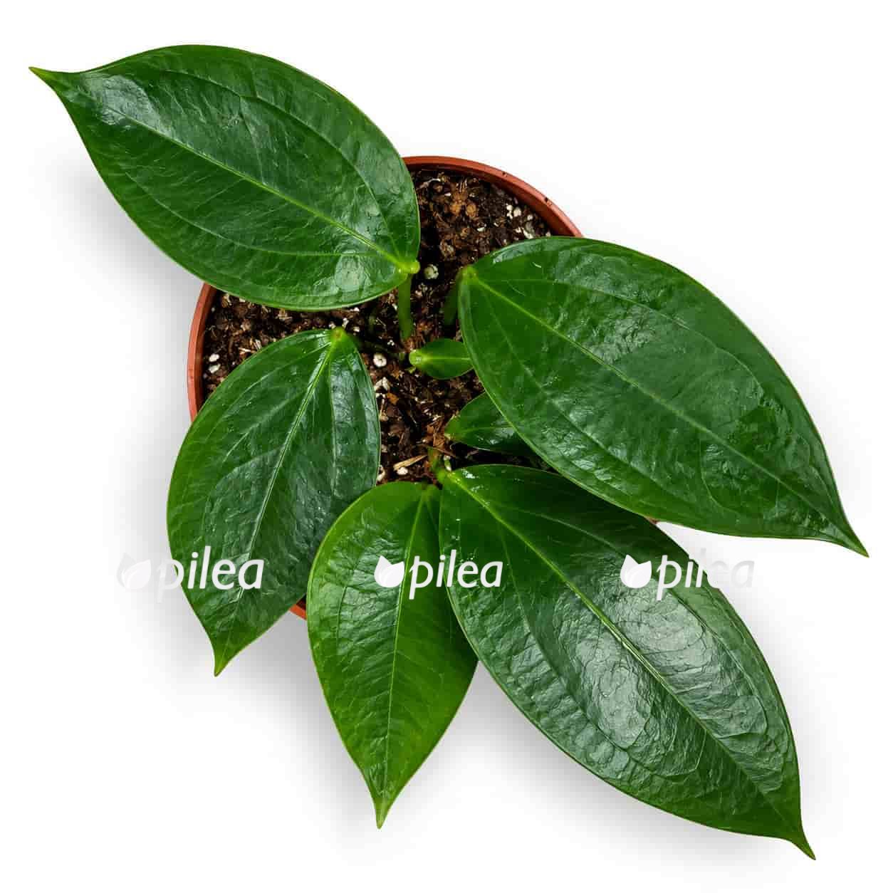 hoya timor