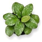 hoya waymaniae kapous