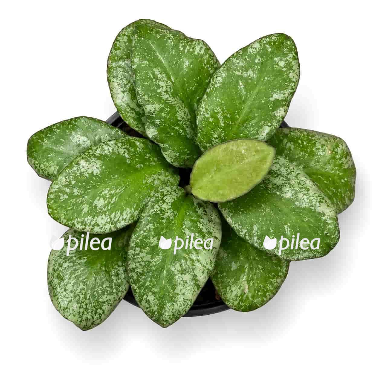 hoya waymaniae kapous