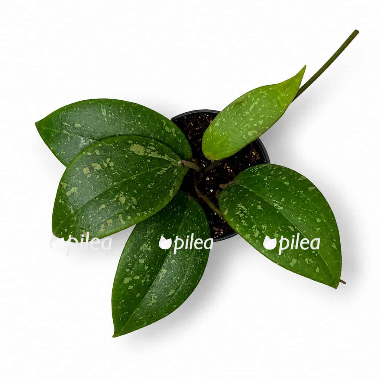 hoya wiberguae