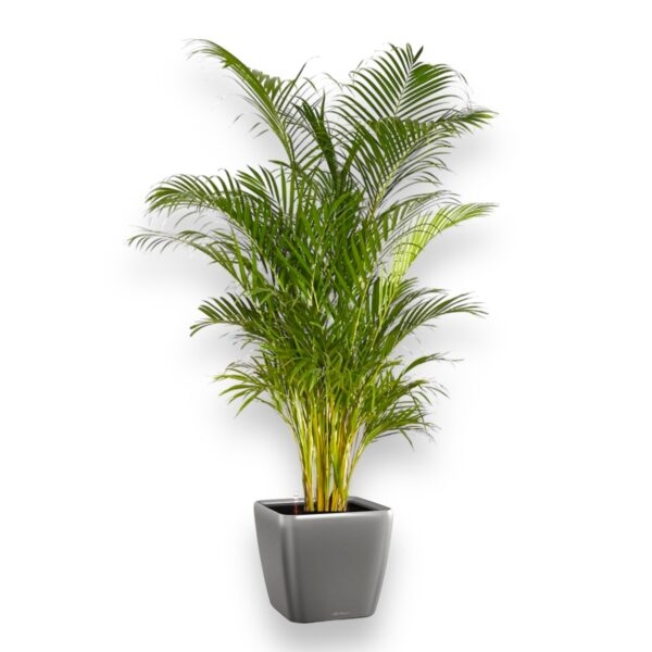 hrizalidokarpus areka v quadro ls e1729508165173