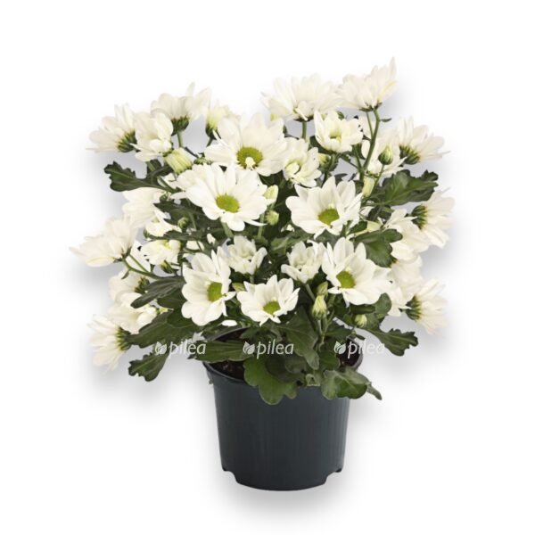 hrizantema miks v gorshke e1723913706781