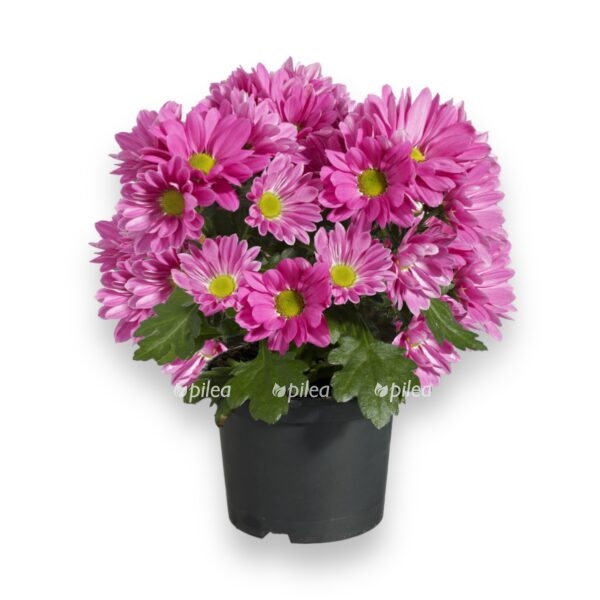 hrizantema miks v gorshke e1723913716713